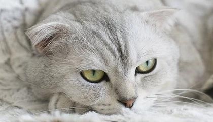 茶的释义